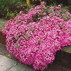 5 Saponaires Ocymoides -Fournitures De Jardin Soldes 2024 26043 8