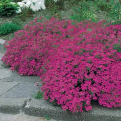 5 Saponaires Ocymoides -Fournitures De Jardin Soldes 2024 26043 9