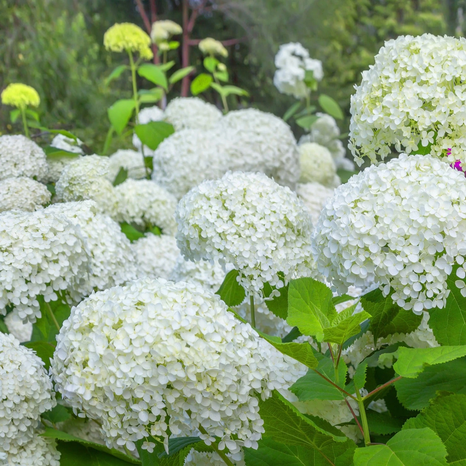 Hortensia Annabelle 1 Hortensia Annabelle