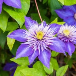 Clématite Multi Blue