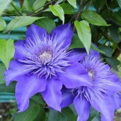 Clématite Multi Blue -Fournitures De Jardin Soldes 2024 37595 5