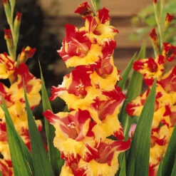 Collection De 50 Glaïeuls 11 Collection De 50 Glaïeuls -Fournitures De Jardin Soldes 2024 37815 6