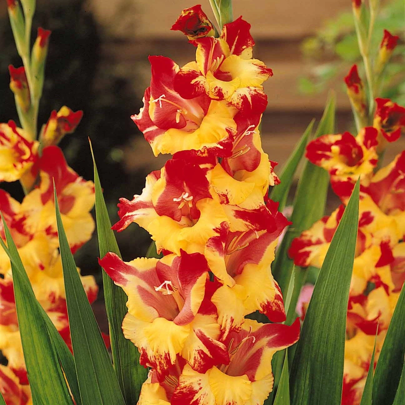 Collection De 50 Glaïeuls 5 Collection De 50 Glaïeuls – Image 5