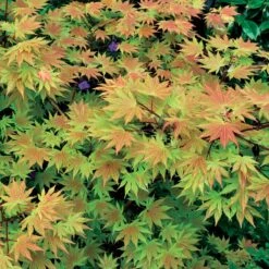 Erable Du Japon Rêve Orange -Fournitures De Jardin Soldes 2024 38616 6