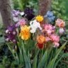 5 Iris De Jardin En Mélange