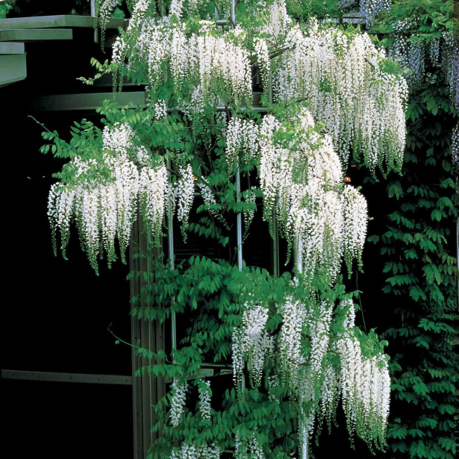 Glycine Blanche 2 Glycine Blanche â Image 2