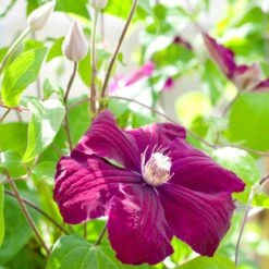 Clématite Rouge Cardinal 5 Clématite Rouge Cardinal -Fournitures De Jardin Soldes 2024 41452 4 1709722607753