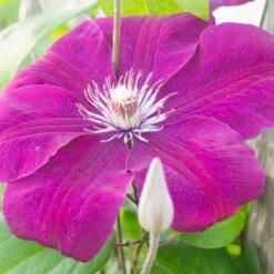 Clématite Rouge Cardinal 6 Clématite Rouge Cardinal -Fournitures De Jardin Soldes 2024 41452 5