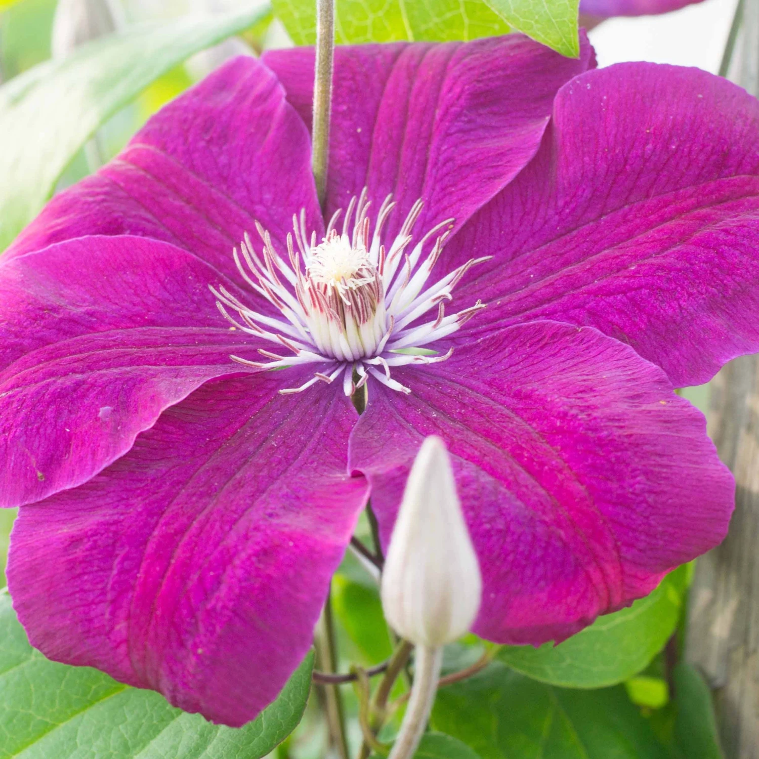 Clématite Rouge Cardinal 3 Clématite Rouge Cardinal – Image 3