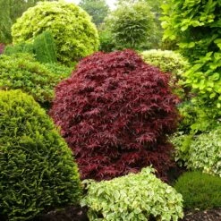 Erable Du Japon Shaina -Fournitures De Jardin Soldes 2024 41787 2