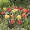 4 Cannas Pour Bordure En Mélange