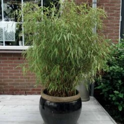 Bambou Fargesia Rufa Non-traçant -Fournitures De Jardin Soldes 2024 44329 3