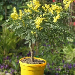 Mimosa D'hiver -Fournitures De Jardin Soldes 2024 52634 4