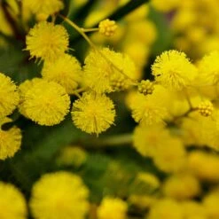 Mimosa D'hiver -Fournitures De Jardin Soldes 2024 52634 6
