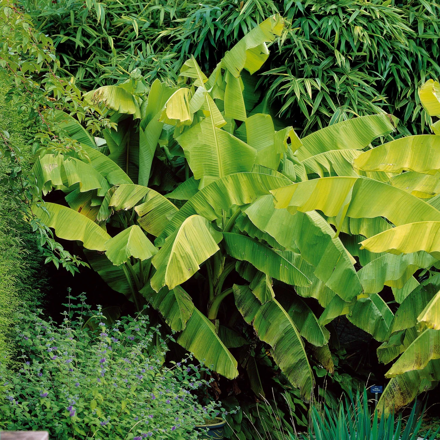 Bananier Du Japon 1 Bananier Du Japon