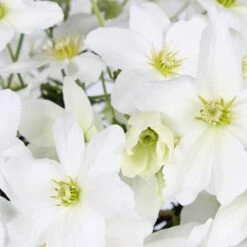 Clématite Avalanche -Fournitures De Jardin Soldes 2024 62261 3