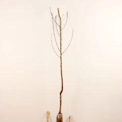 Prunier Reine Victoria -Fournitures De Jardin Soldes 2024 63230 10