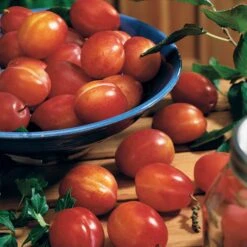 Prunier Reine Victoria -Fournitures De Jardin Soldes 2024 63230 2