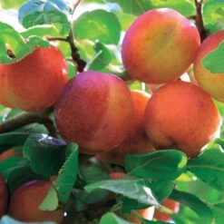 Prunier Reine Victoria