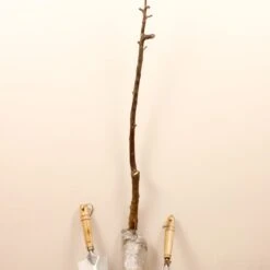 Prunier Reine Victoria -Fournitures De Jardin Soldes 2024 63230 7