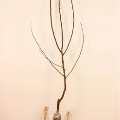 Poirier William's - Bon Chrétien 14 Poirier William's - Bon Chrétien -Fournitures De Jardin Soldes 2024 63251 7