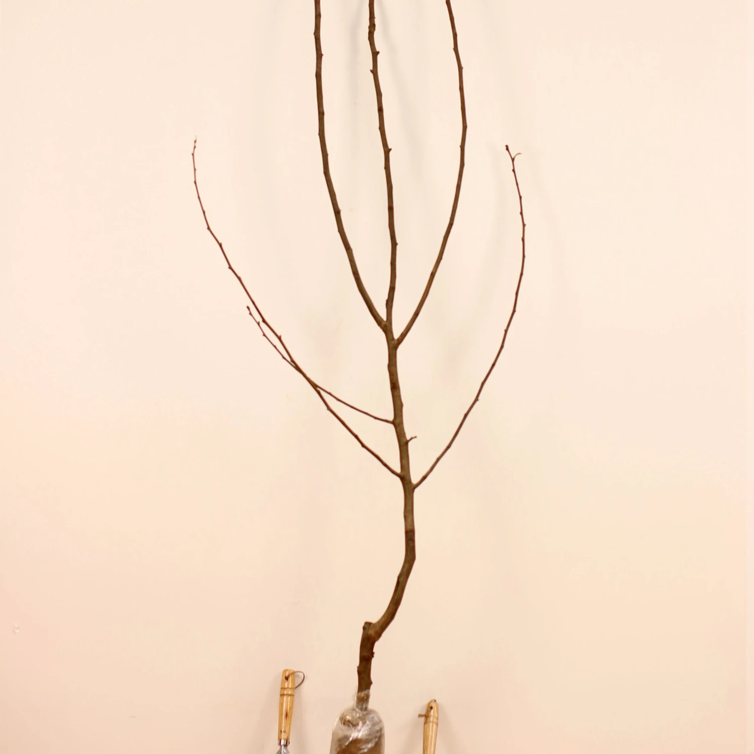 Poirier William's - Bon Chrétien 7 Poirier William's - Bon Chrétien – Image 7