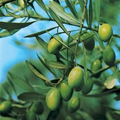 Olivier Sur Tige -Fournitures De Jardin Soldes 2024 64211 3