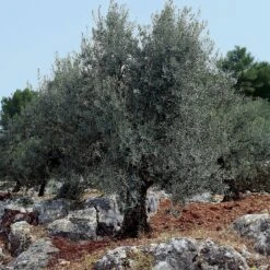 Olivier Sur Tige -Fournitures De Jardin Soldes 2024 64211 4