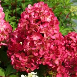 Hortensia Paniculé Diamant Rouge 9 Hortensia Paniculé Diamant Rouge -Fournitures De Jardin Soldes 2024 64449 1