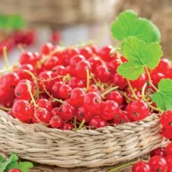 Groseillier Jonkheer Van Tets -Fournitures De Jardin Soldes 2024 71046 4