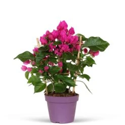 Bougainvillier Vera Deep Purple 7 Bougainvillier Vera Deep Purple -Fournitures De Jardin Soldes 2024 71074 3