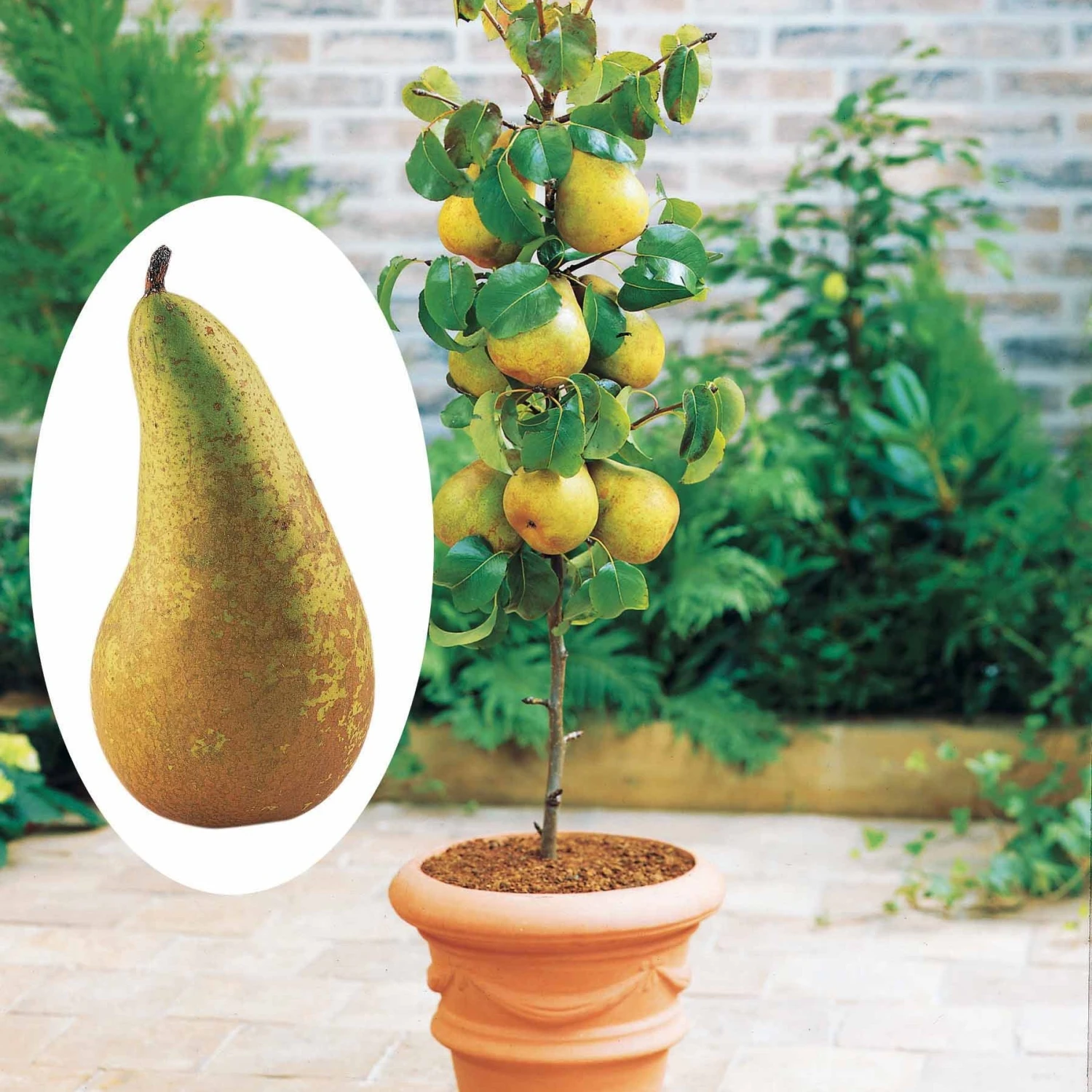 Mini-poirier Conférence 1 Mini-poirier Conférence