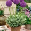 3 Alliums D'ornement Globemaster