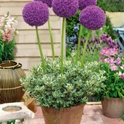 3 Alliums D'ornement Globemaster