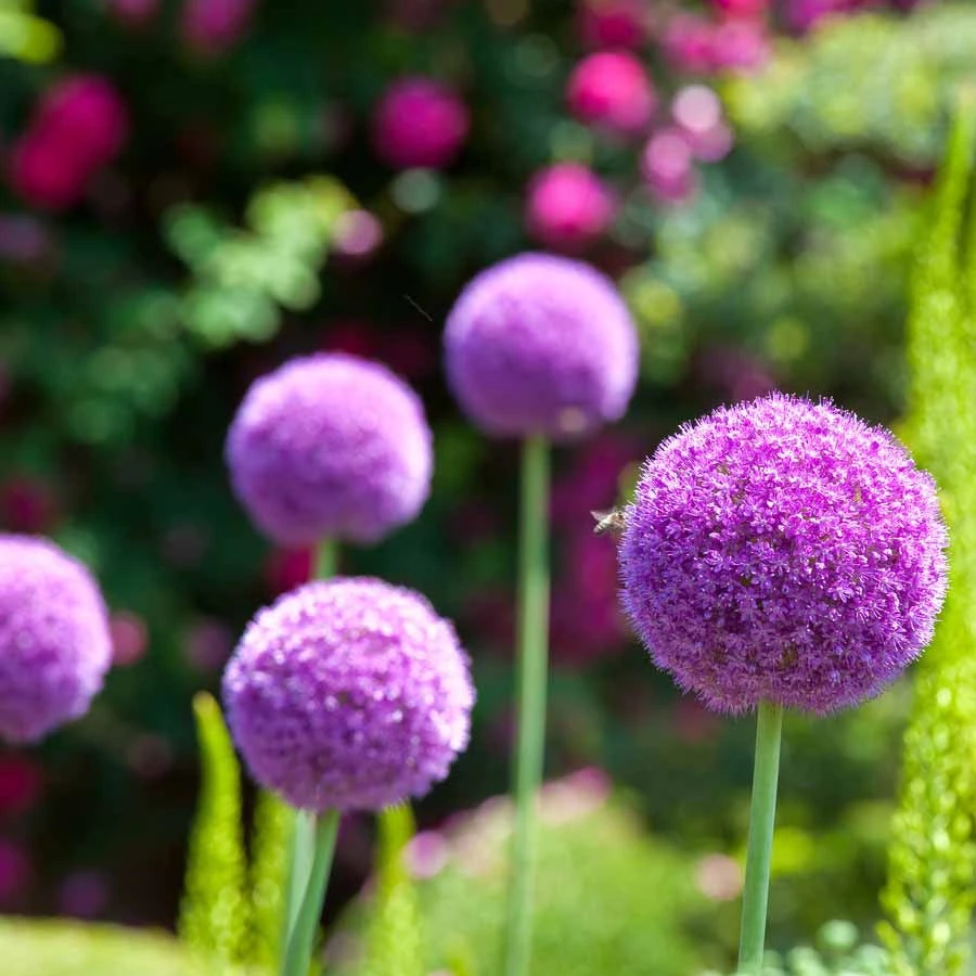 3 Alliums D'ornement Globemaster 2 3 Alliums D'ornement Globemaster – Image 2