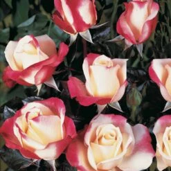 Rosier Buisson Nostalgie ® -Fournitures De Jardin Soldes 2024 74888 4