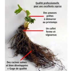 20 Fraisiers Maxim -Fournitures De Jardin Soldes 2024 75994 4