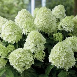 Hortensia Paniculé Little Spooky -Fournitures De Jardin Soldes 2024 80068 6 1700128802080