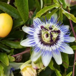 Passiflore Bleue 7 Passiflore Bleue -Fournitures De Jardin Soldes 2024 80454 1 1700232322394