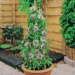 Passiflore Bleue 9 Passiflore Bleue -Fournitures De Jardin Soldes 2024 80454 8 1700232333144