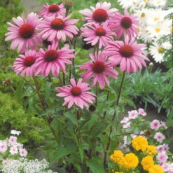 Marguerite Pourpre - Echinacée Pourpre -Fournitures De Jardin Soldes 2024 81794 2 1699625630649