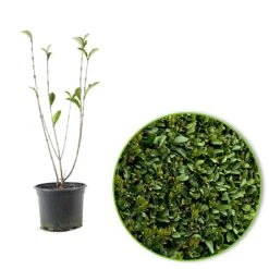 Troène De Californie -Fournitures De Jardin Soldes 2024 84850 3