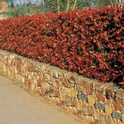 Haie De 3 Photinias Red Robin -Fournitures De Jardin Soldes 2024 84853 10