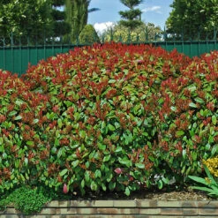 Haie De 3 Photinias Red Robin -Fournitures De Jardin Soldes 2024 84853 1 1706611863791