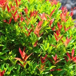 Haie De 3 Photinias Red Robin -Fournitures De Jardin Soldes 2024 84853 2