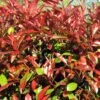 Haie De 3 Photinias Red Robin