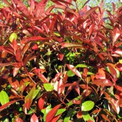 Haie De 3 Photinias Red Robin