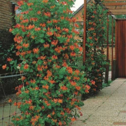 Chèvrefeuille Grimpant Dropmore Scarlet 9 Chèvrefeuille Grimpant Dropmore Scarlet -Fournitures De Jardin Soldes 2024 85113 5