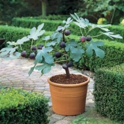 Figuier Brown Turkey 6 Figuier Brown Turkey -Fournitures De Jardin Soldes 2024 88530 4