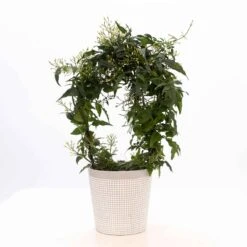 Jasmin Blanc D'hiver -Fournitures De Jardin Soldes 2024 91319 2